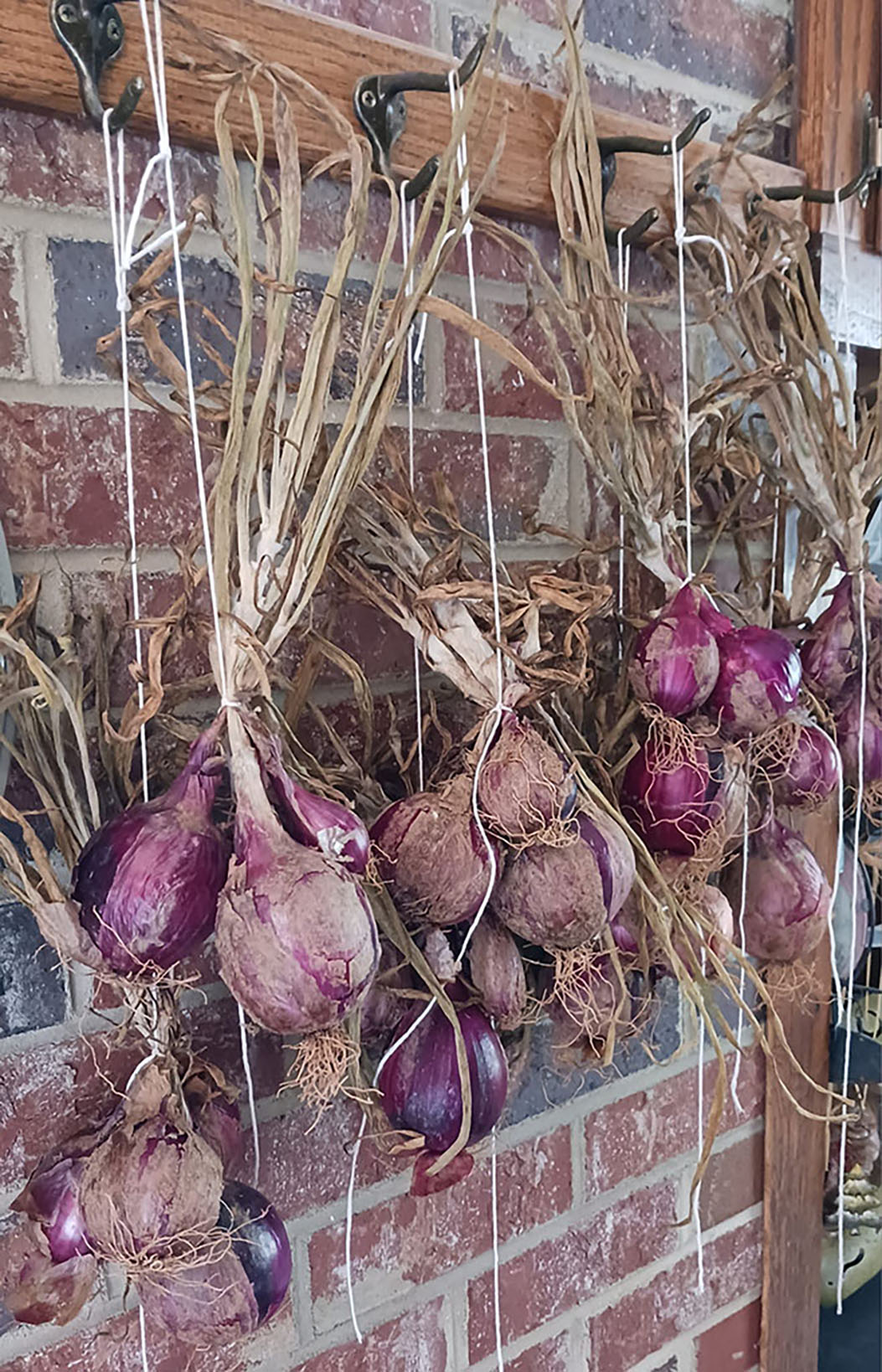 Hanging Onions